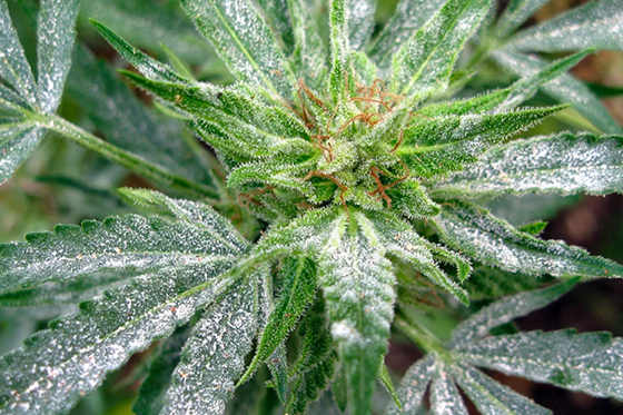 White Spots on Cannabis Leaves