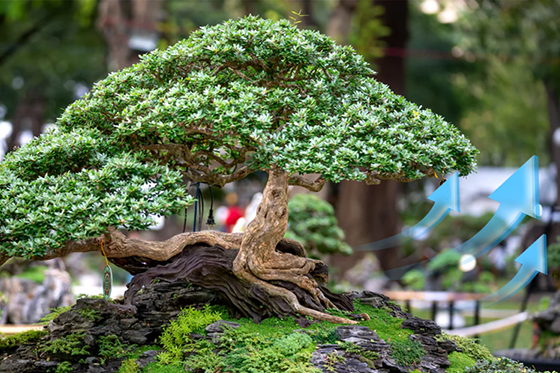 Effect of Oscillating Fans on Bonsai Soil Drying in a Grow Tent