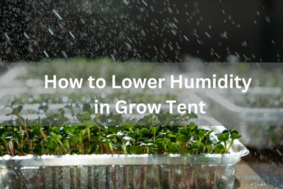 How to Lower Humidity in a Grow Tent
