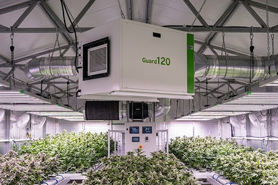 How to Reduce Humidity in a Grow Tent