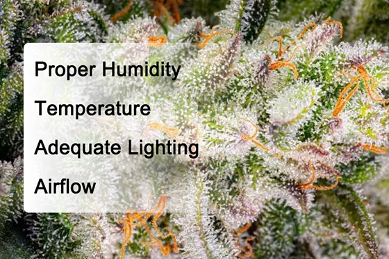 How to Tell When Cannabis Buds Are Fattening Up