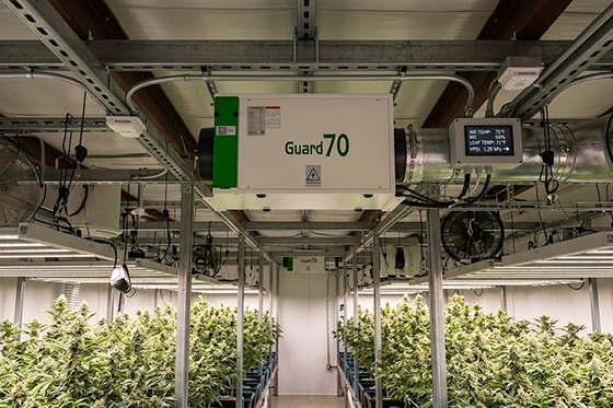 How to Measure VPD Greenhouse?